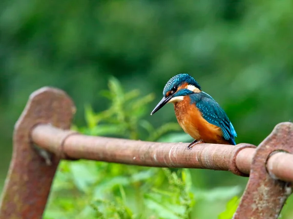 Juvenile Kingfisher Fishing Rusty Railings Lake — Stock Photo, Image