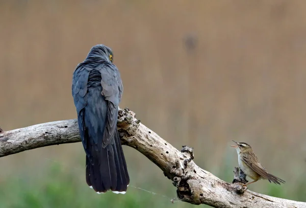 Heckengrasmücke Verteidigt Ihr Revier Vor Einem Männlichen Kuckuck — Stockfoto