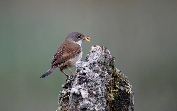 Kleine Witte Keel Verzamelen Van Voedsel Voor Zijn Kuikens — Stockfoto