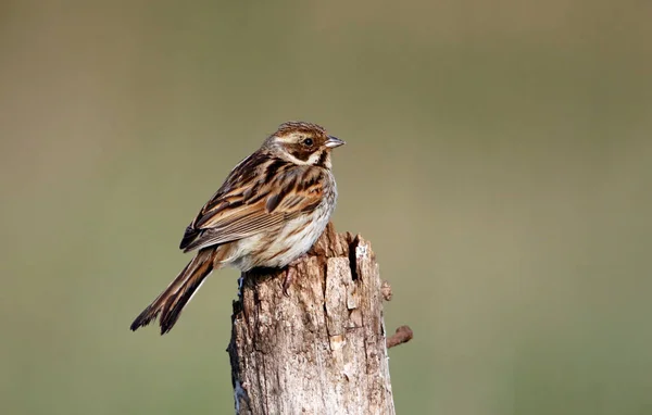 Bruant Roseau Ramassant Nourriture Pour Ses Poussins — Photo