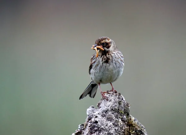 Bruant Roseau Ramassant Nourriture Pour Ses Poussins — Photo