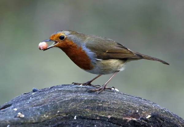 Avrasya bülbülü ormanda
