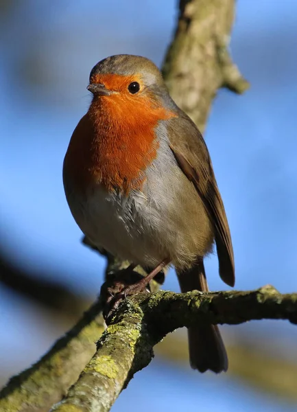 Eurasia Robin Bosque — Foto de Stock