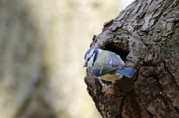 Bluetit Ormanda Yuva Yapıyor — Stok fotoğraf