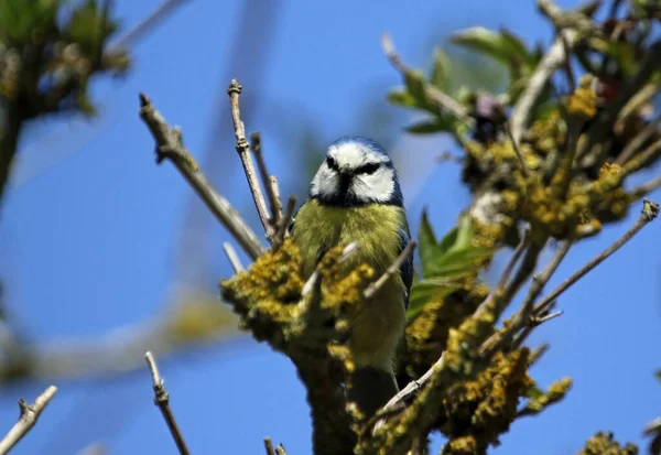 Bluetit Floresta — Fotografia de Stock