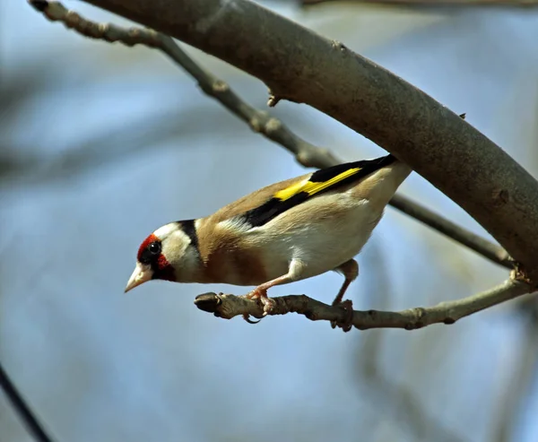 Cardellino Nel Bosco — Foto Stock