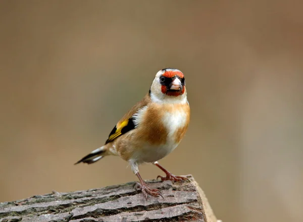 Cardellino Nel Bosco — Foto Stock