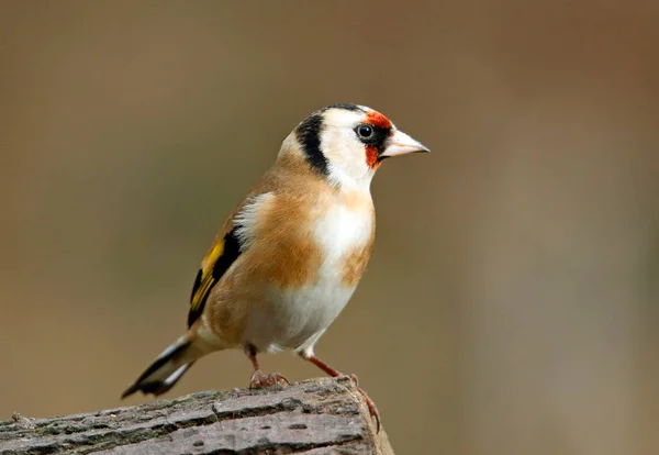 Cardellino Nel Bosco — Foto Stock