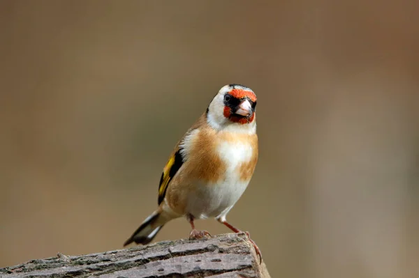 Goldfinch Floresta — Fotografia de Stock