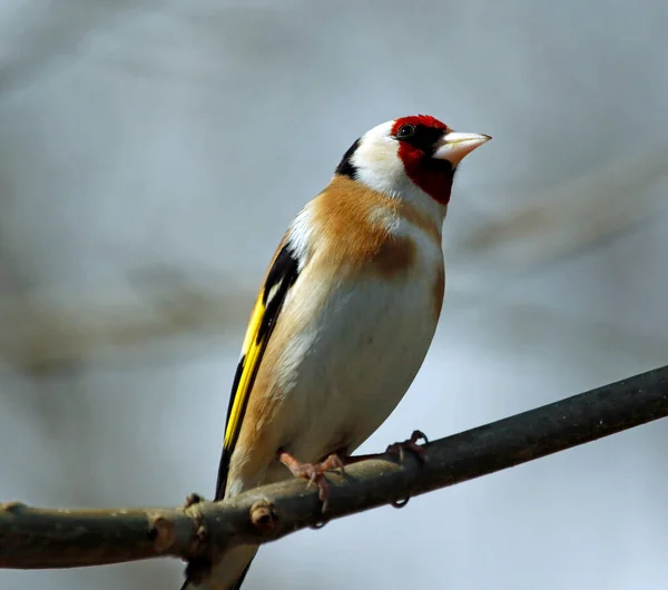 Cardellino Nel Bosco — Foto Stock