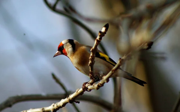 Goldfinch Floresta — Fotografia de Stock