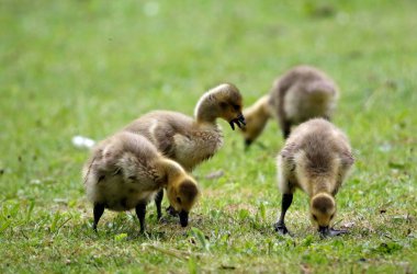 Kanada kaz ötüşü otları gagalıyor