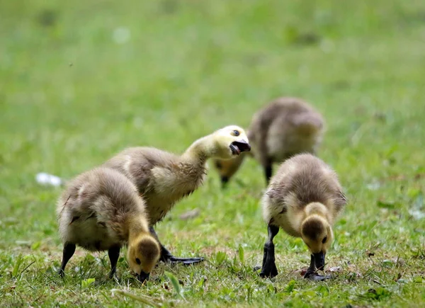 Kanada kaz ötüşü otları gagalıyor
