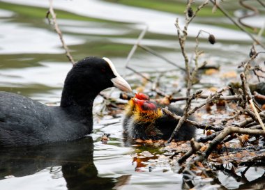 Göl kenarındaki yavrularla yuva yapan ördekler.