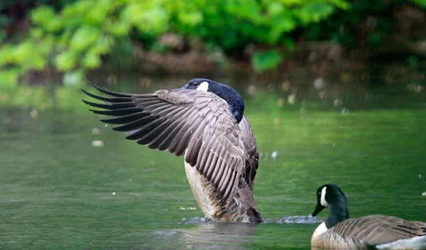 Kanada kazı gölden kalkmaya hazırlanıyor.