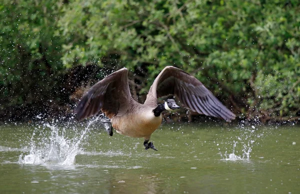 Kanada kazı gölden kalkmaya hazırlanıyor.