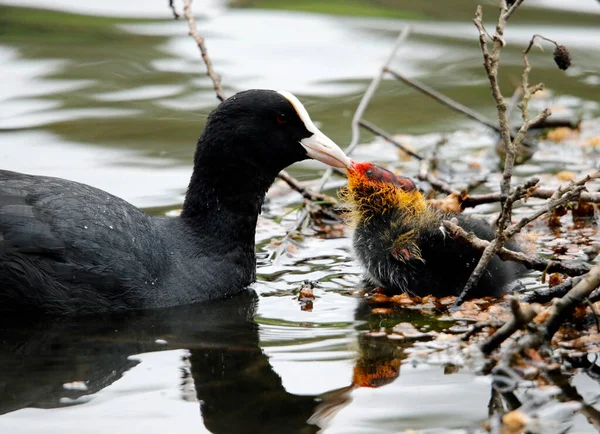 Nesting Coots Con Polluelos Lago —  Fotos de Stock