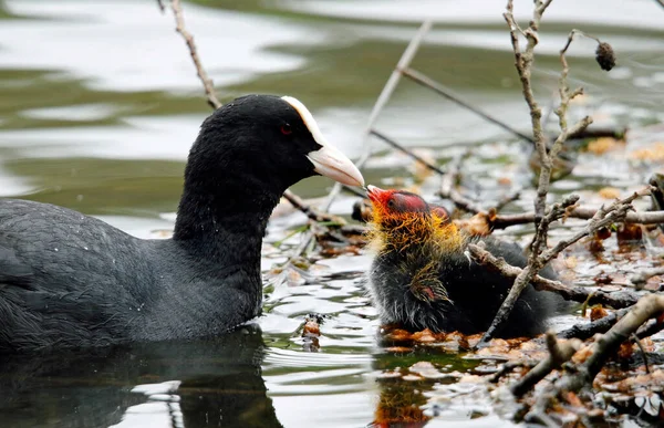 Göl kenarındaki yavrularla yuva yapan ördekler.