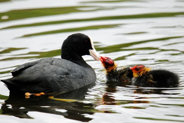 Göl kenarındaki yavrularla yuva yapan ördekler.