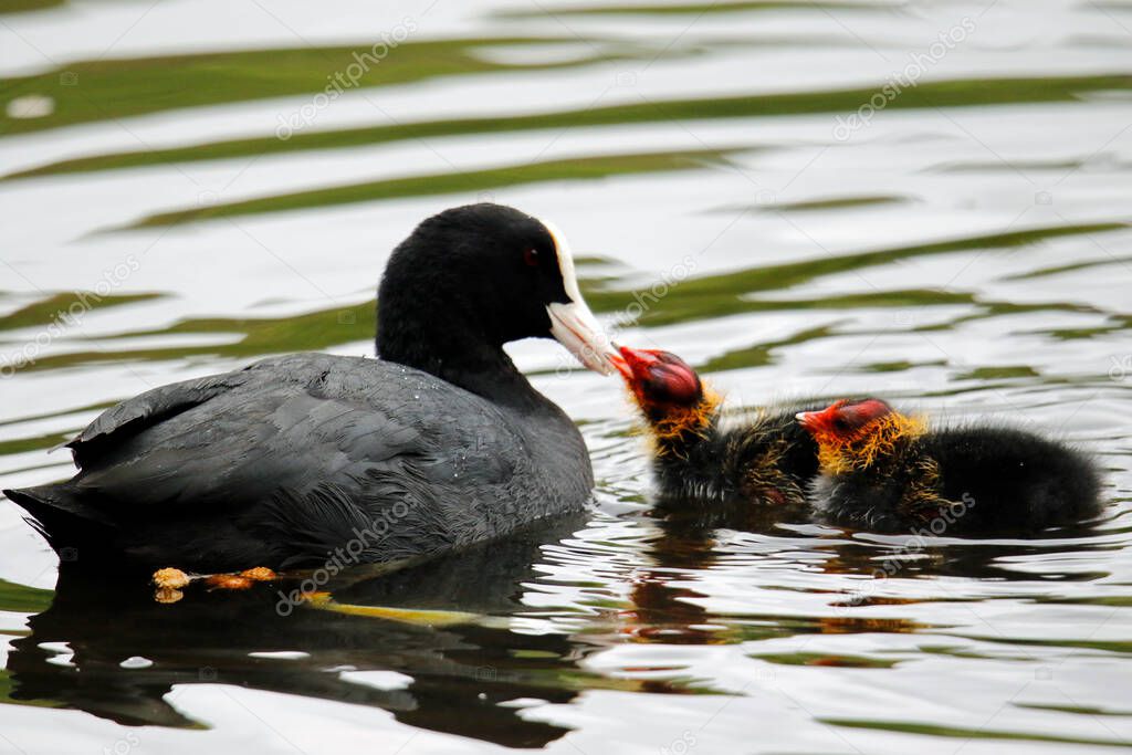 Nesting coots with chicks on the lake