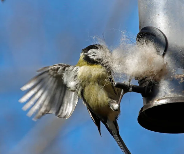 Great tit collecting brushed out dog fur to line its nest