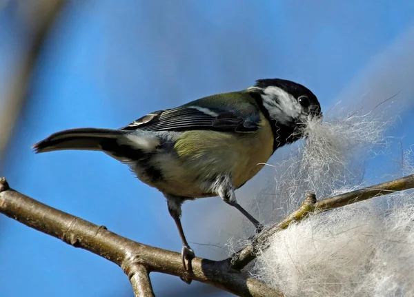 Great Tit Collecting Brushed Out Dog Fur Line Its Nest — Zdjęcie stockowe