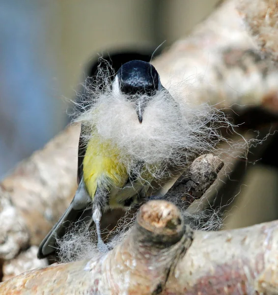 Great tit collecting brushed out dog fur to line its nest