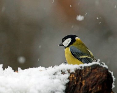 Great tit in the snowy woods