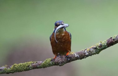 Yosun dalında balık tutan erkek balıkçı.