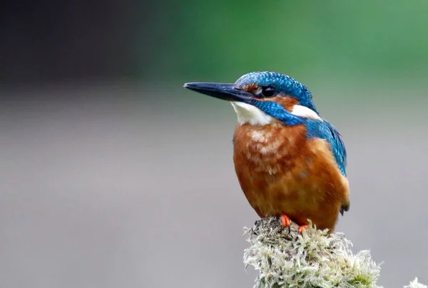 Férfi Kingfisher Halászat Egy Mohás — Stock Fotó