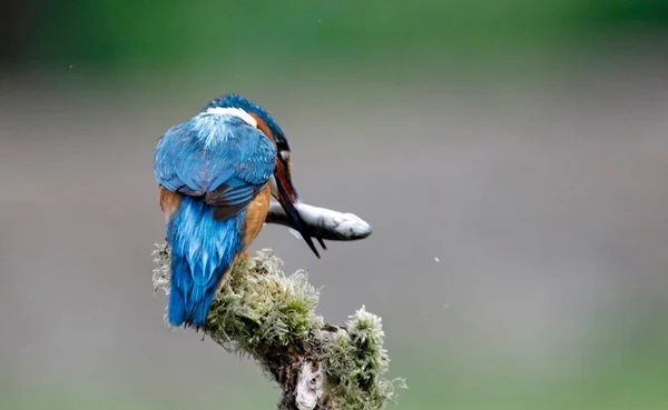 Male Kingfisher Fishing Mossy Branch — Stock Photo, Image