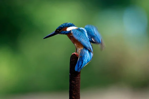 성가신 가지에서 물총새 — 스톡 사진