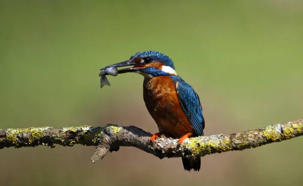 Manligt Kungsfiske Från Mossig Gren — Stockfoto