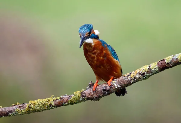 Pêcheur Martin Mâle Pêchant Partir Une Branche Moussue — Photo