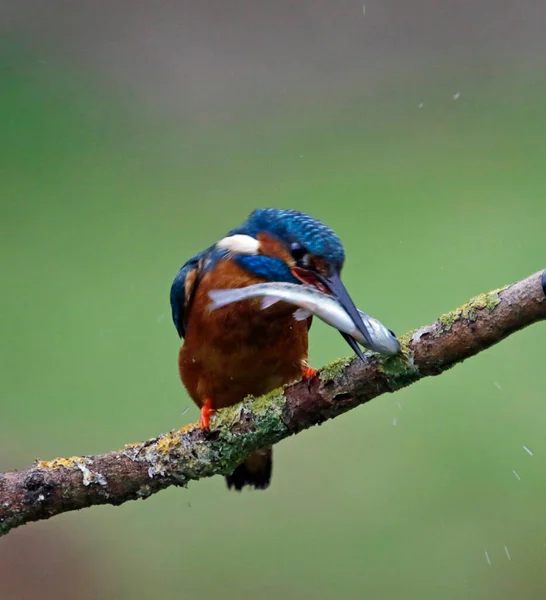 Yosun dalında balık tutan erkek balıkçı.