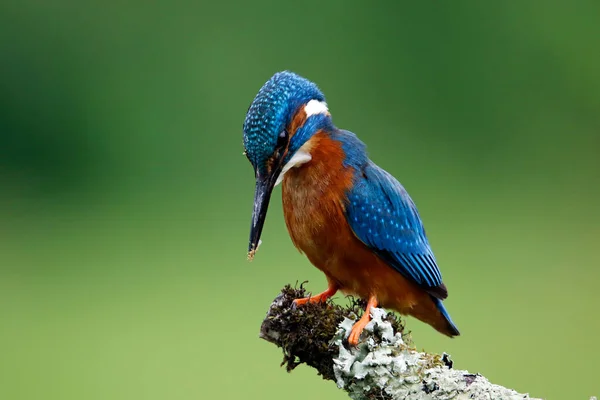 Manligt Vanligt Kungsfiske Efter Ungfisk Boet — Stockfoto