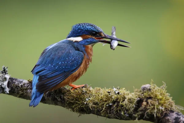 Férfi Közönséges Kingfisher Halászat Fiatal Fészekben — Stock Fotó