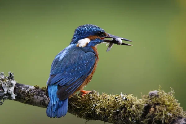 Masculino Comum Kingfisher Pesca Para Jovem Ninho — Fotografia de Stock