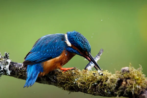 Férfi Közönséges Kingfisher Halászat Fiatal Fészekben — Stock Fotó