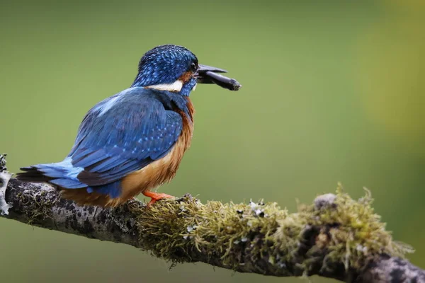 Manligt Vanligt Kungsfiske Efter Ungfisk Boet — Stockfoto