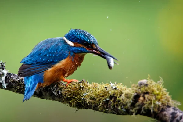 Manligt Vanligt Kungsfiske Efter Ungfisk Boet — Stockfoto