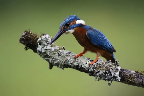 Erkek balıkçı yuvada yavru avlıyor.