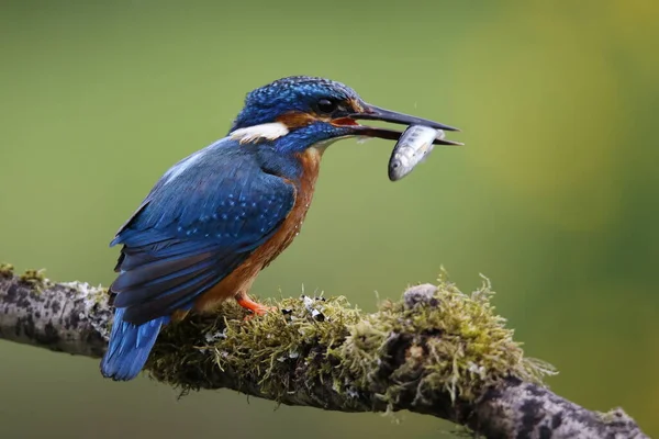 Manligt Vanligt Kungsfiske Efter Ungfisk Boet — Stockfoto