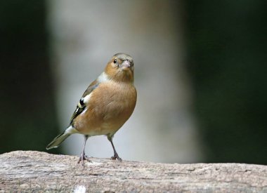 Erkek ispinoz ormanda tünemiş ve besleniyor.