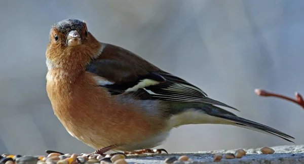 Fringuello Maschio Appollaiato Nutrito Nei Boschi — Foto Stock