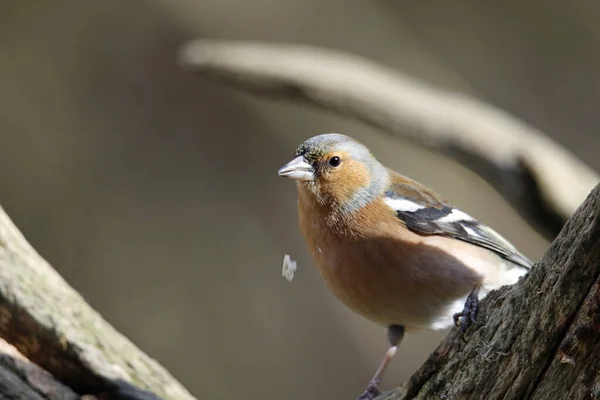 Pinzón Macho Encaramado Alimentándose Bosque — Foto de Stock