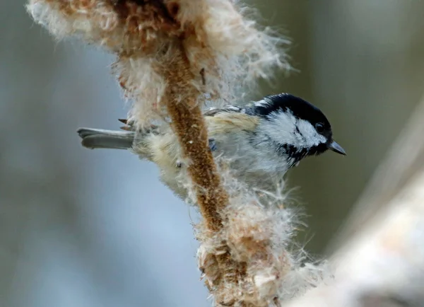 Coal Tit Collecting Seeds Bullrush Head — Stock Photo, Image