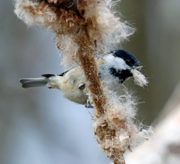 Coal Tit Collecting Seeds Bullrush Head — Stock Photo, Image