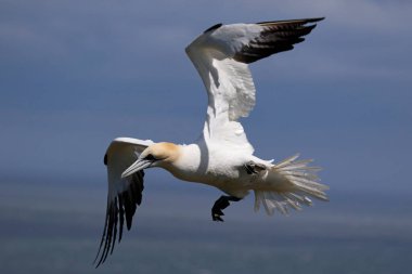 Yorkshire, Bempton 'daki kayalıklarda kuzey sümsük kuşları
