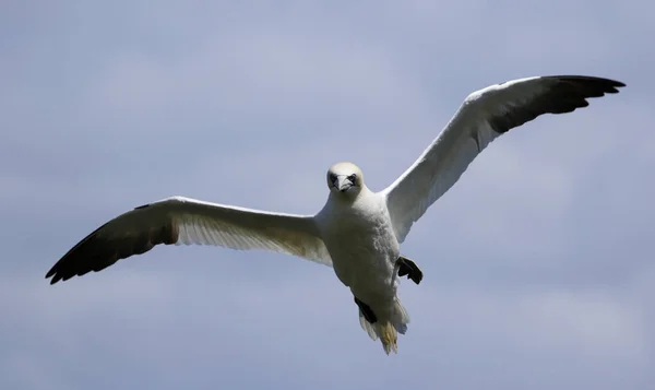 Gansos Norte Nas Falésias Bempton Yorkshire — Fotografia de Stock